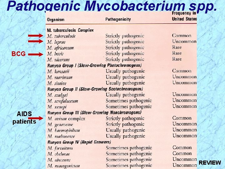Pathogenic Mycobacterium spp. BCG AIDS patients REVIEW 