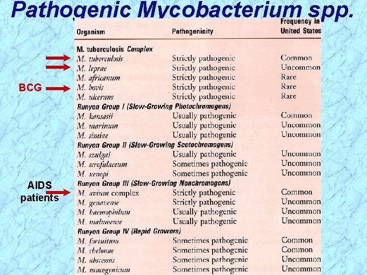 Pathogenic Mycobacterium spp. BCG AIDS patients 