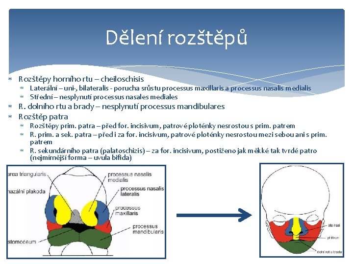 Dělení rozštěpů Rozštěpy horního rtu – cheiloschisis Laterální – uni-, bilateralis - porucha srůstu