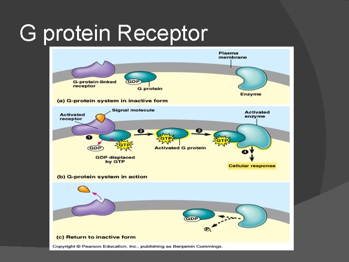 G protein Receptor 