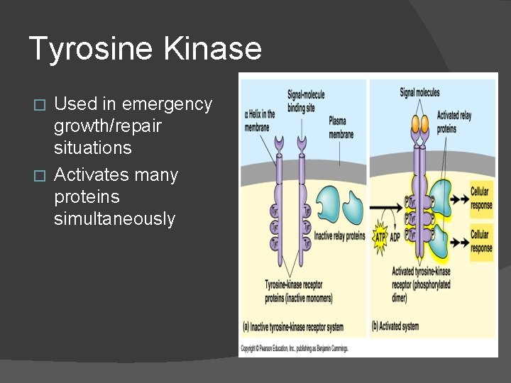 Tyrosine Kinase Used in emergency growth/repair situations � Activates many proteins simultaneously � 