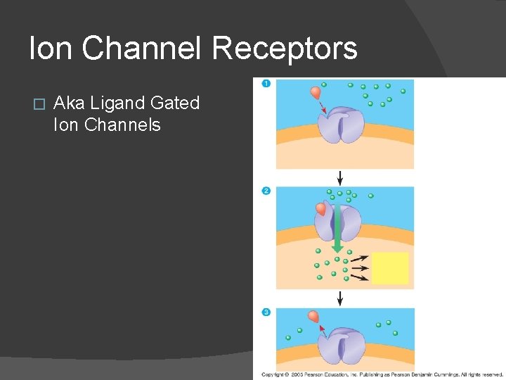 Ion Channel Receptors � Aka Ligand Gated Ion Channels 