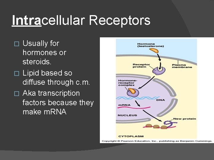 Intracellular Receptors Usually for hormones or steroids. � Lipid based so diffuse through c.