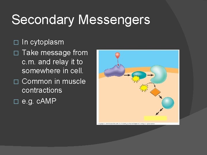 Secondary Messengers In cytoplasm � Take message from c. m. and relay it to