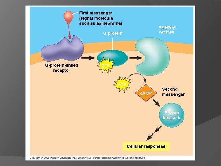 First messenger (signal molecule such as epinephrine) Adenylyl cyclase G protein G-protein-linked receptor GTP