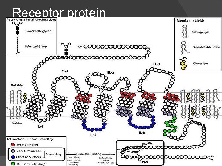 Receptor protein 