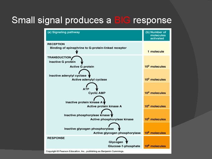 Small signal produces a BIG response 