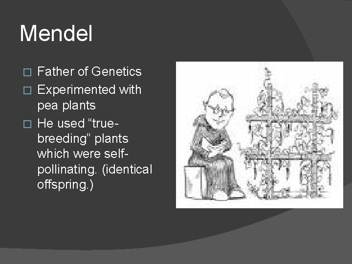 Mendel Father of Genetics � Experimented with pea plants � He used “truebreeding” plants