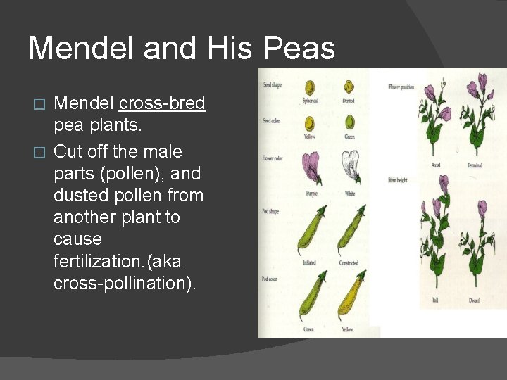 Mendel and His Peas Mendel cross-bred pea plants. � Cut off the male parts