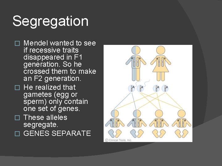 Segregation Mendel wanted to see if recessive traits disappeared in F 1 generation. So