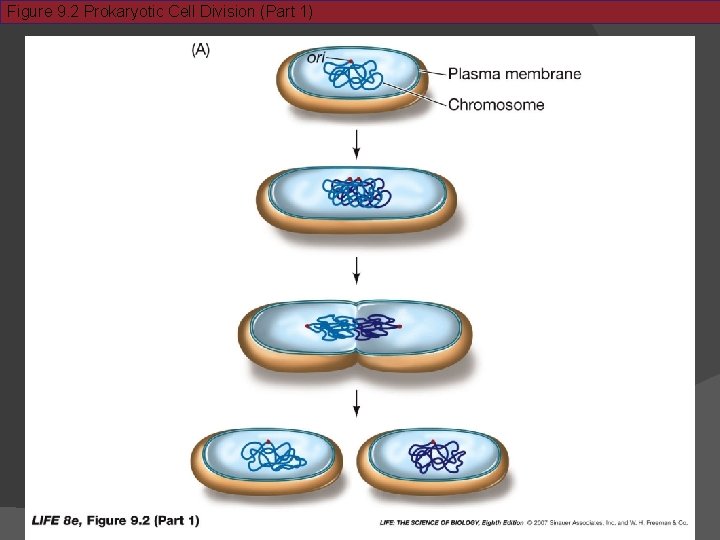 Figure 9. 2 Prokaryotic Cell Division (Part 1) 