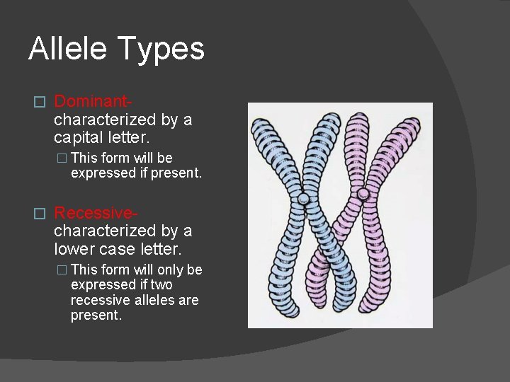 Allele Types � Dominant- characterized by a capital letter. � This form will be
