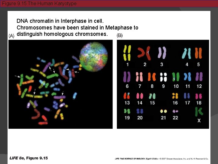 Figure 9. 15 The Human Karyotype DNA chromatin in Interphase in cell. Chromosomes have