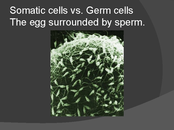 Somatic cells vs. Germ cells The egg surrounded by sperm. 