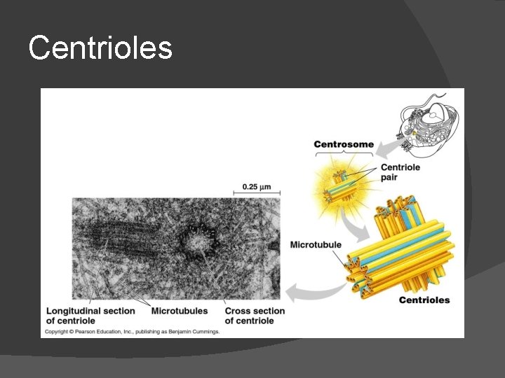 Centrioles 