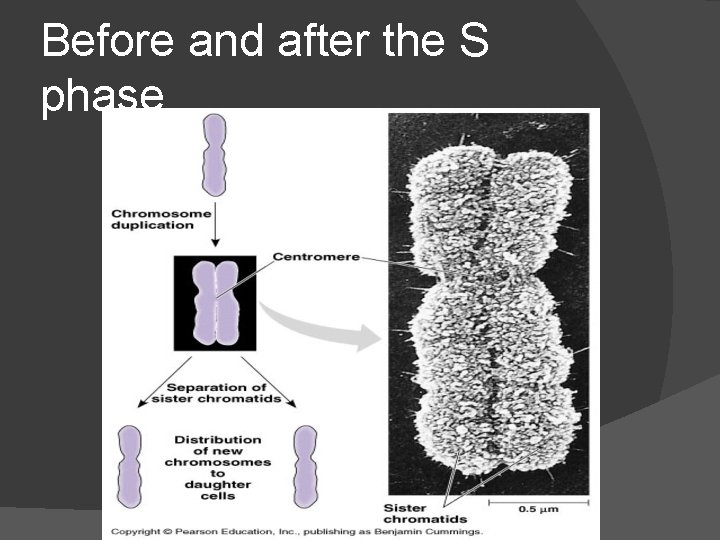 Before and after the S phase 