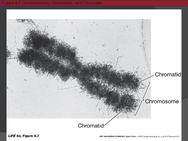 Figure 9. 7 Chromosomes, Chromatids, and Chromatin 