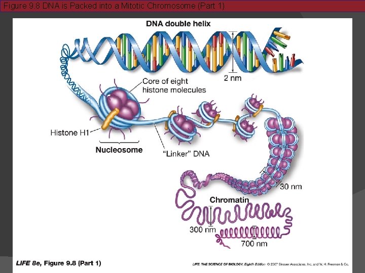 Figure 9. 8 DNA is Packed into a Mitotic Chromosome (Part 1) 