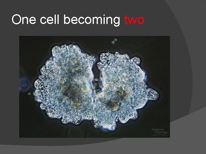 One cell becoming two 