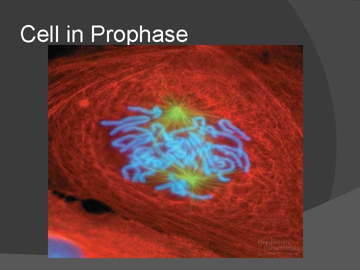 Cell in Prophase 