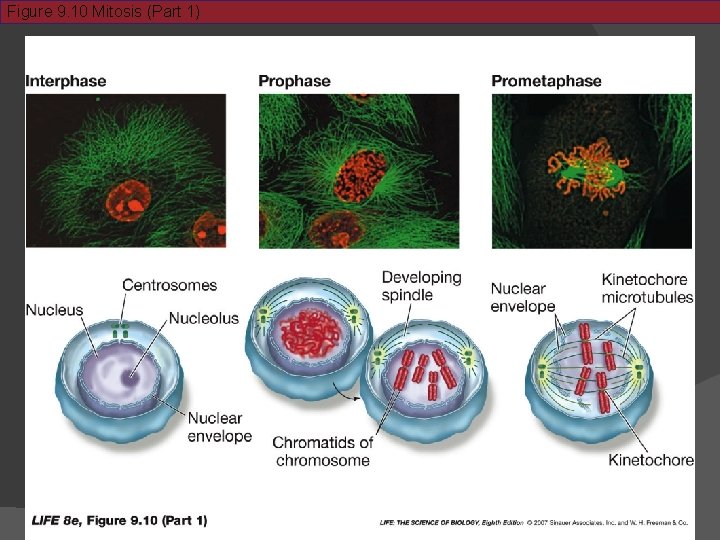 Figure 9. 10 Mitosis (Part 1) 