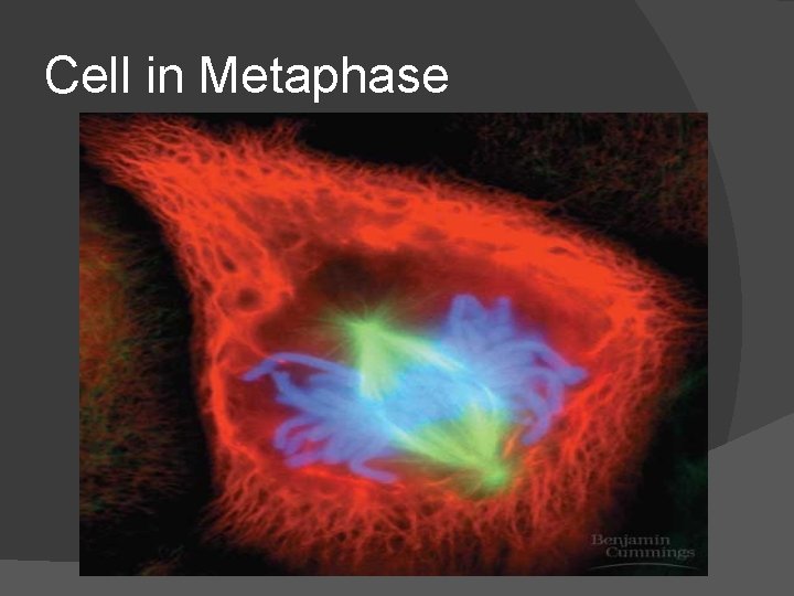 Cell in Metaphase 