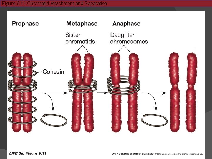 Figure 9. 11 Chromatid Attachment and Separation 