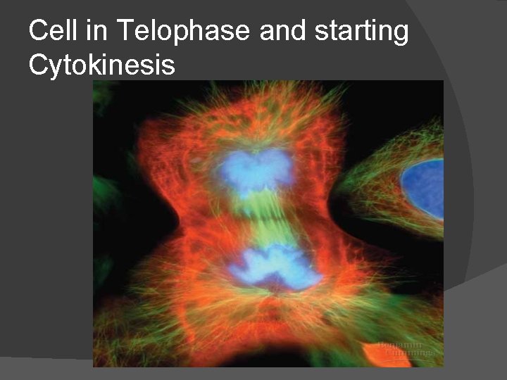 Cell in Telophase and starting Cytokinesis 