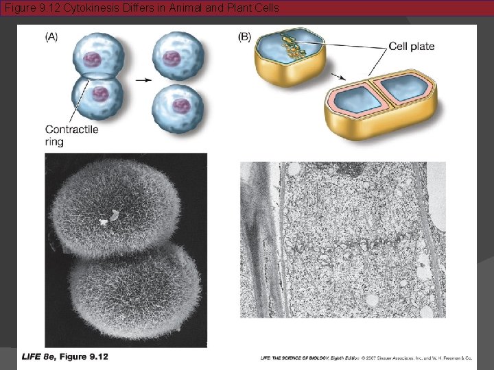 Figure 9. 12 Cytokinesis Differs in Animal and Plant Cells 