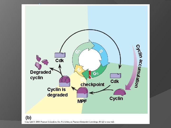 G Cdk G 2 checkpoint MPF Cdk ion Cyclin is degraded M Degraded cyclin