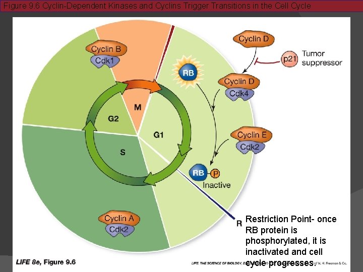 Figure 9. 6 Cyclin-Dependent Kinases and Cyclins Trigger Transitions in the Cell Cycle Restriction