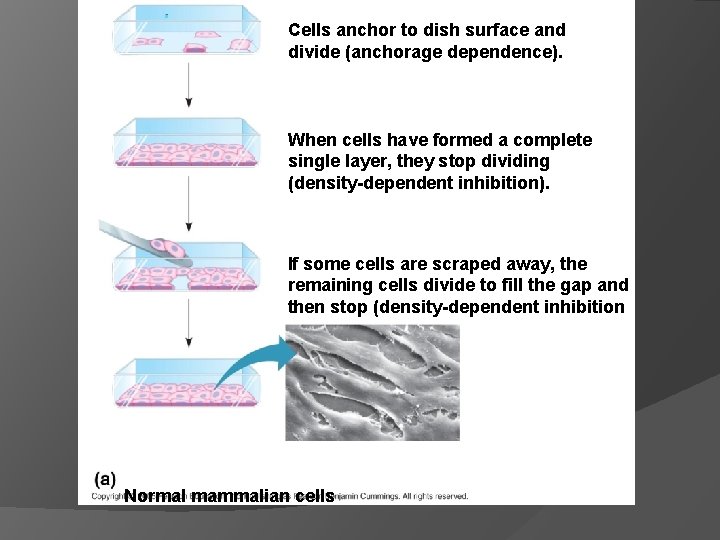 . Cells anchor to dish surface and divide (anchorage dependence). When cells have formed