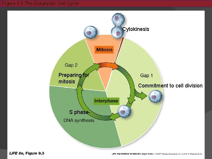 Figure 9. 3 The Eukaryotic Cell Cycle Cytokinesis Preparing for mitosis S phase- Commitment