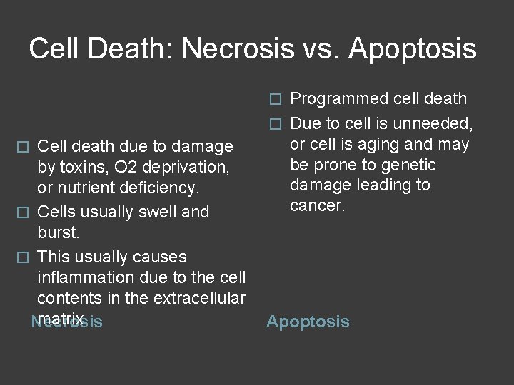 Cell Death: Necrosis vs. Apoptosis Programmed cell death � Due to cell is unneeded,