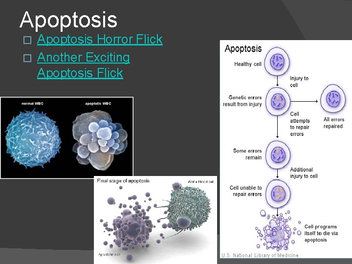 Apoptosis Horror Flick � Another Exciting Apoptosis Flick � 