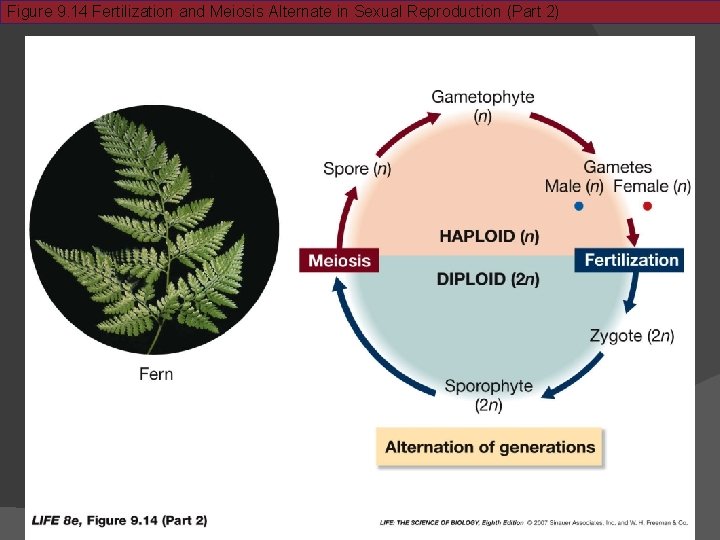 Figure 9. 14 Fertilization and Meiosis Alternate in Sexual Reproduction (Part 2) 