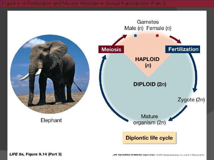 Figure 9. 14 Fertilization and Meiosis Alternate in Sexual Reproduction (Part 3) 