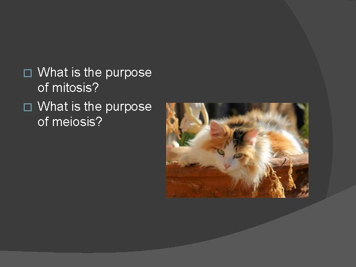What is the purpose of mitosis? � What is the purpose of meiosis? �