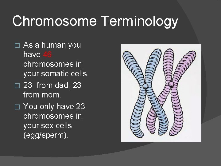 Chromosome Terminology As a human you have 46 chromosomes in your somatic cells. �