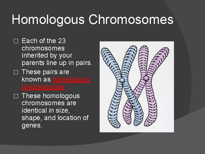 Homologous Chromosomes Each of the 23 chromosomes inherited by your parents line up in