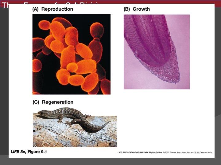 Three Reasons for Cell Division 