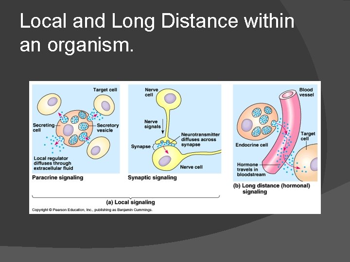 Local and Long Distance within an organism. 