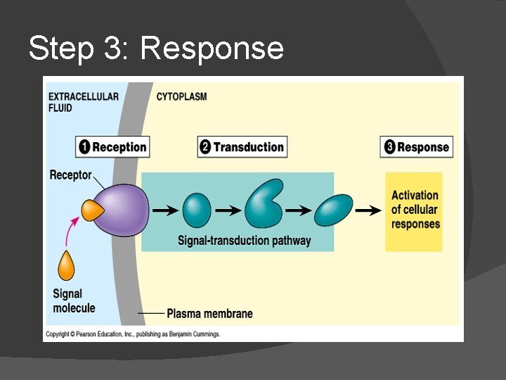 Step 3: Response 