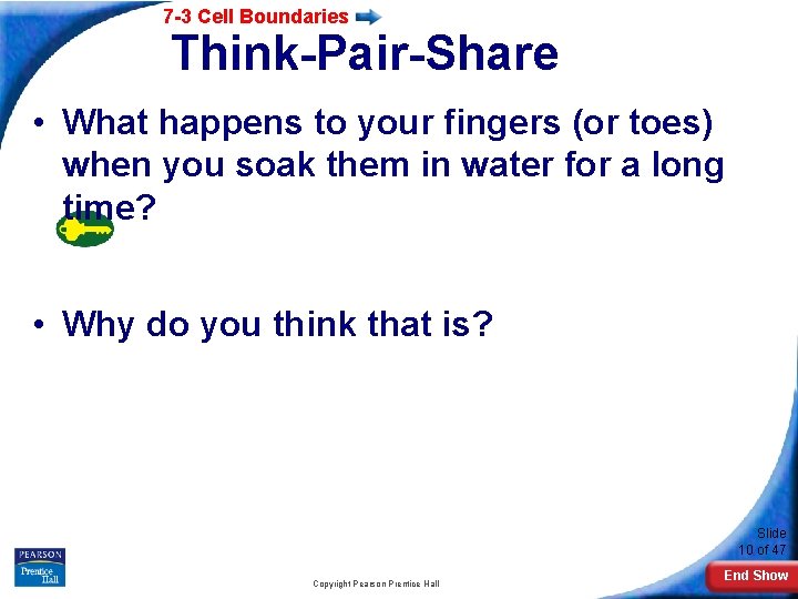 7 -3 Cell Boundaries Think-Pair-Share • What happens to your fingers (or toes) when