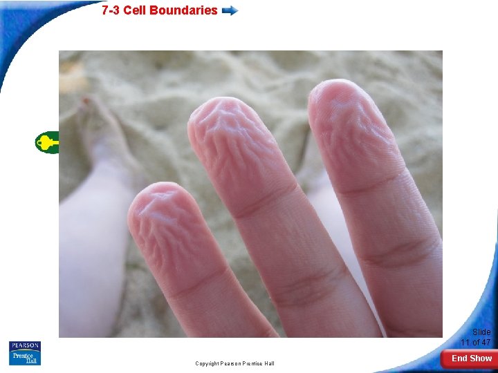 7 -3 Cell Boundaries Slide 11 of 47 Copyright Pearson Prentice Hall End Show