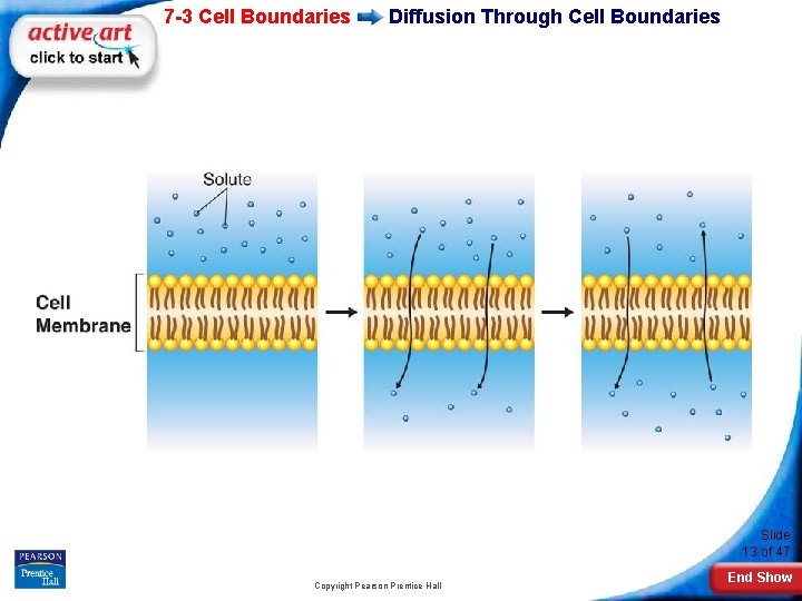 7 -3 Cell Boundaries Diffusion Through Cell Boundaries Slide 13 of 47 Copyright Pearson