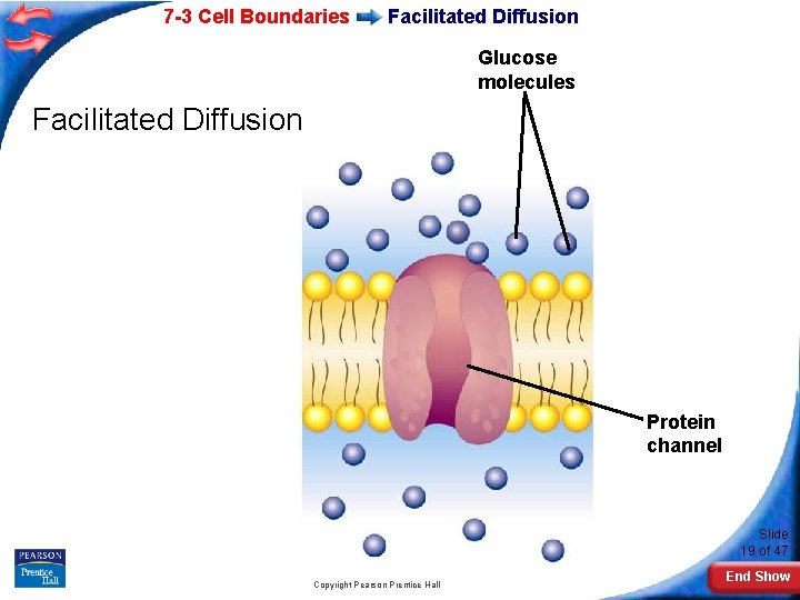 7 -3 Cell Boundaries Facilitated Diffusion Glucose molecules Facilitated Diffusion Protein channel Slide 19