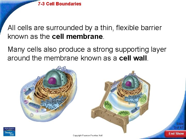 7 -3 Cell Boundaries All cells are surrounded by a thin, flexible barrier known