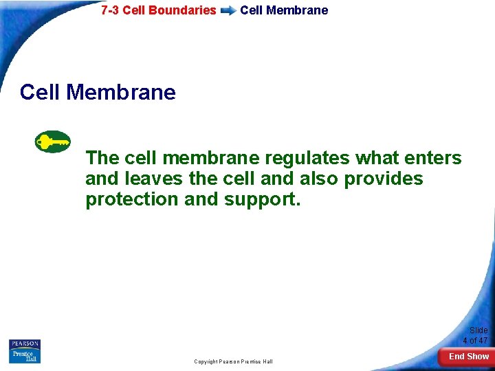 7 -3 Cell Boundaries Cell Membrane The cell membrane regulates what enters and leaves