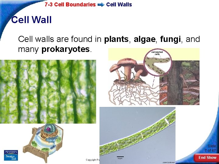 7 -3 Cell Boundaries Cell Wall Cell walls are found in plants, algae, fungi,